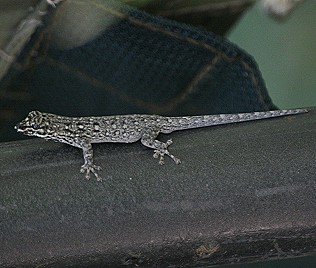 waldzwerggecko, lygodactylus gutturalis